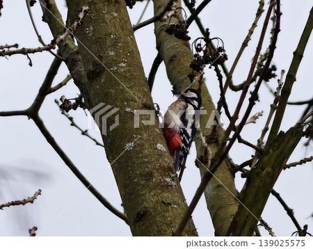 Woodpecker Hunts Insects On Tree Trunk. Woodpecker Clings Tightly To Mossy Bark Searching For Insects 139025575
