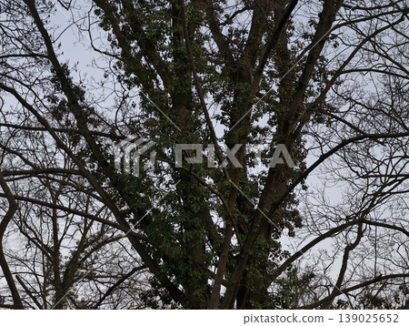 Ancient Resilient Vegetation Featuring Towering Trees With Mosscovered Bark And Thick Branches Ancient Resilient Vegetation Featuring Towering Trees With Mosscovered Bark And Thick Branches 139025652