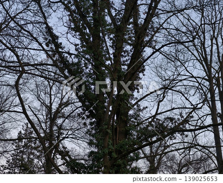 Muted Lighting Emphasizes Broad Tree Canopy And Interconnected Branches Against Distant Horizon 139025653