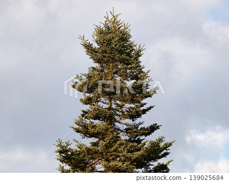Evergreen Spruce Standing Tall. Serene Forest Sentinel Showing Strength Through Weathering Storms Evergreen Spruce Standing Tall. Serene Forest Sentinel Showing Strength Through Weathering Storms 139025684