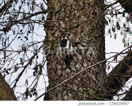 Resilient Woodpecker Seeks Food On Tree Trunk. Nature Scene Showing Bird Searching For Bugs On Tree Bark Resilient Woodpecker Seeks Food On Tree Trunk. Nature Scene Showing Bird Searching For Bugs On Tree Bark 139025687