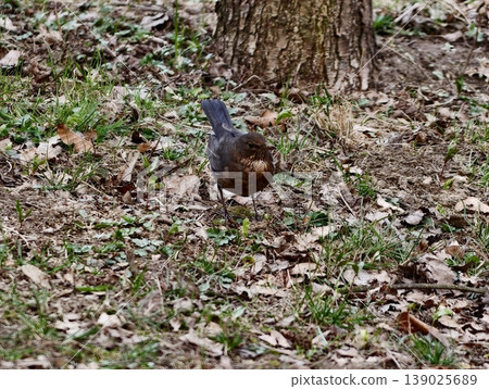 Blackbird Observes Surroundings. Urban Female Blackbird Standing Attentively Next To Textured Tree Bark 139025689