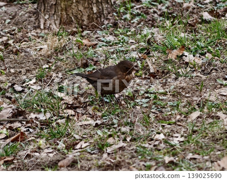 Female Bird With Speckled Chest Feeding. Blackbird Skimming Soil With Gentle Iridescent Sheen Visible Female Bird With Speckled Chest Feeding. Blackbird Skimming Soil With Gentle Iridescent Sheen Visible 139025690