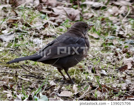 Tranquil Blackbird Photographed From Behind As It Traverses Uneven Natural Ground In Outdoor Setting Tranquil Blackbird Photographed From Behind As It Traverses Uneven Natural Ground In Outdoor Setting 139025706