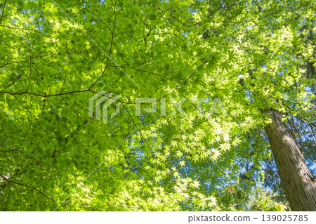一幅生氣勃勃的綠色植物圖片。 139025785