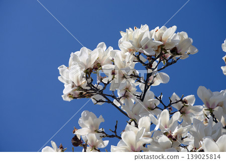 Haku Mokren 139025814