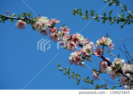 模糊的鮮花 模糊的鮮花 139025845