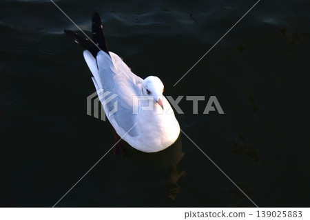 seagull seagull 139025883