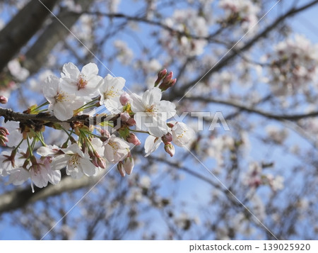 Cherry blossom Cherry blossom 139025920