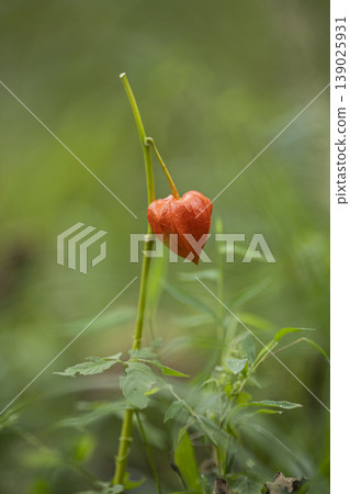 Fruit of Hozuki 139025931