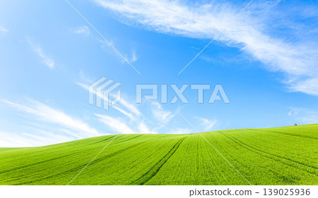 The refreshing blue sky of early summer and the vast, simple landscape of wheat fields in Biei, Hokkaido. The refreshing blue sky of early summer and the vast, simple landscape of wheat fields in Biei, Hokkaido. 139025936