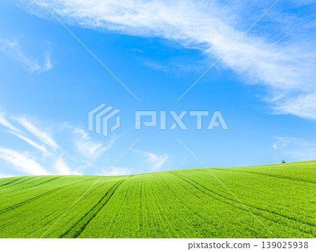 The refreshing blue sky of early summer and the vast, simple landscape of wheat fields in Biei, Hokkaido. 139025938