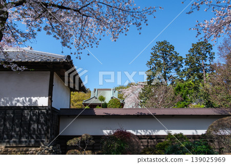 櫻花在寺廟 櫻花在寺廟 139025969