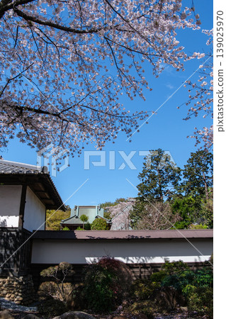 櫻花和地面 櫻花和地面 139025970