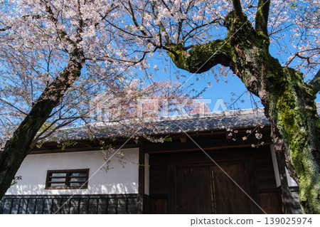 Earthen walls and cherry blossoms Earthen walls and cherry blossoms 139025974
