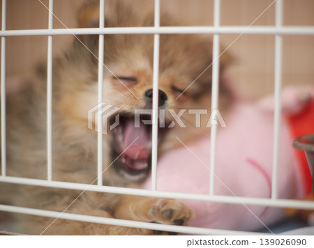 A sleepy Pomeranian puppy in its cage. 139026090
