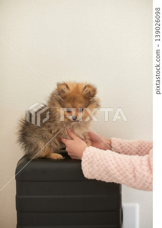 一隻可愛的博美幼犬在客廳和主人快樂地玩耍。 一隻可愛的博美幼犬在客廳和主人快樂地玩耍。 139026098