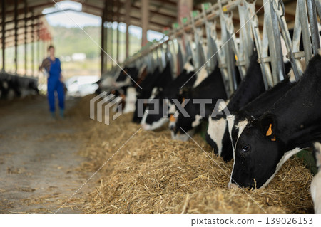 Black and white cows eating hay peeking through stall fence Black and white cows eating hay peeking through stall fence 139026153