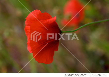Vibrant red flower sways gently in the breeze under the warm glow of twilight in a lush green meadow 139026190