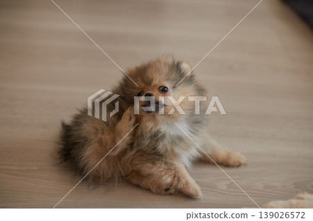 A cute Pomeranian puppy playing happily on the living room floor. A cute Pomeranian puppy playing happily on the living room floor. 139026572