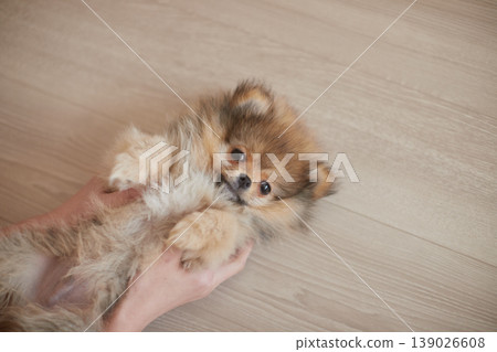 A Pomeranian puppy playing happily in the living room of a house, with its owner's hands. 139026608