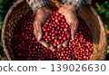 Farmer harvest red seed coffee beans from farm. 139026630
