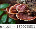 Reishi or lingzhi Mushroom on tree. 139026631