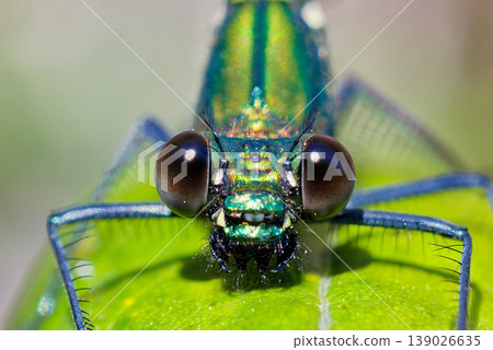 Close-up of the face of a Japanese damselfly. Close-up of the face of a Japanese damselfly. 139026635