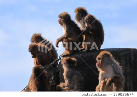 Japanese macaques 139026674