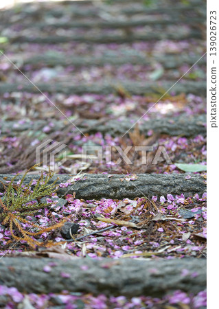 A spring path adorned with scattered cherry blossom petals. A spring path adorned with scattered cherry blossom petals. 139026723