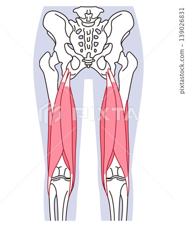 Hamstrings: Muscles on the back of the thigh Hamstrings: Muscles on the back of the thigh 139026831