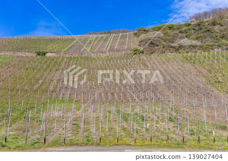 Wide vineyard landscape on hillside under blue sky with rows of young grape plants Wide vineyard landscape on hillside under blue sky with rows of young grape plants 139027404