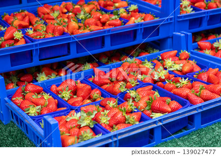 Fresh strawberry in stacked blue crates market display abundance food concept Fresh strawberry in stacked blue crates market display abundance food concept 139027477