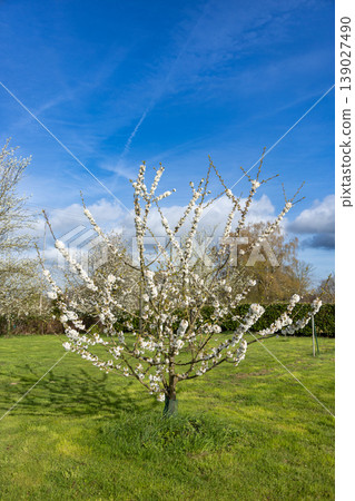 Blooming tree with white flowers in spring garden under blue sky seasonal nature background 139027490