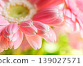 Pink gerbera close-up 139027571