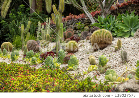 Cactus and succulent garden design with diverse plants in landscaped botanical setting 139027573