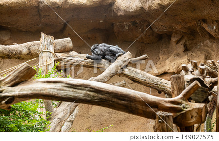 Monkey resting on wooden branches in natural habitat wildlife animal behavior concept 139027575