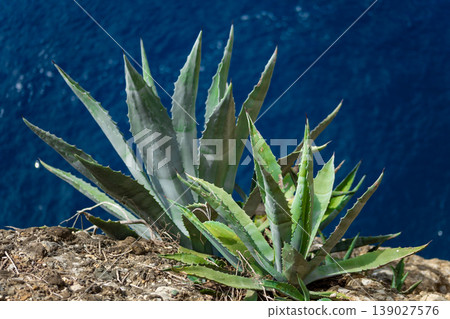 Agave plant growing on rocky cliff above blue sea natural coastal landscape 139027576