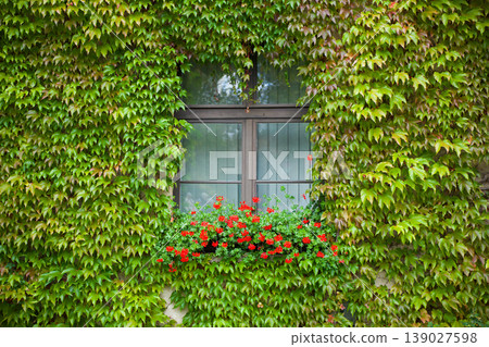 Window with green ivy leaves and red flowers on residential building facade Window with green ivy leaves and red flowers on residential building facade 139027598