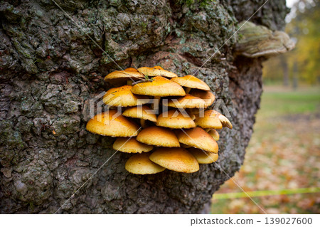 Close up of yellow mushrooms growing on textured tree bark surface Close up of yellow mushrooms growing on textured tree bark surface 139027600