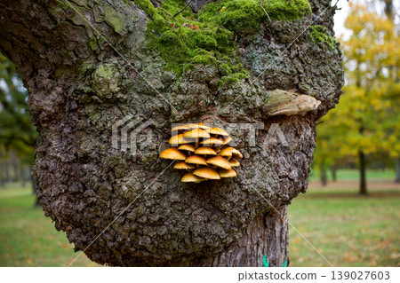 Wild mushrooms growing on tree trunk in forest during autumn season Wild mushrooms growing on tree trunk in forest during autumn season 139027603