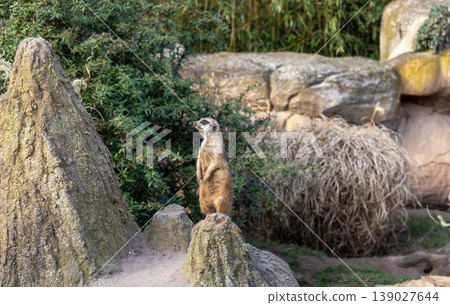 Meerkat standing alert on rock looking around wildlife animal vigilance nature concept Meerkat standing alert on rock looking around wildlife animal vigilance nature concept 139027644