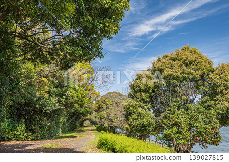 Yabashi Kihojima Island, a forest of fresh greenery, Kusatsu City 139027815