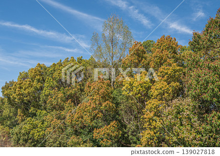 Yabashi Kihojima Island, a forest of fresh greenery, Kusatsu City 139027818