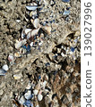 Top View of Sea Shells and Fossils Embedded in Coastal Rock Texture 139027996