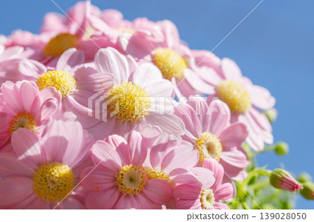 Cineraria and the Blue Sky 139028050