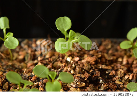 Viola seed germination Viola seed germination 139028072