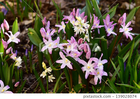 Chionodoxa in full bloom Chionodoxa in full bloom 139028074