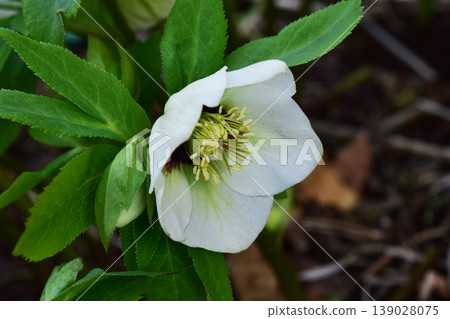 White Christmas roses blooming with their heads bowed. White Christmas roses blooming with their heads bowed. 139028075