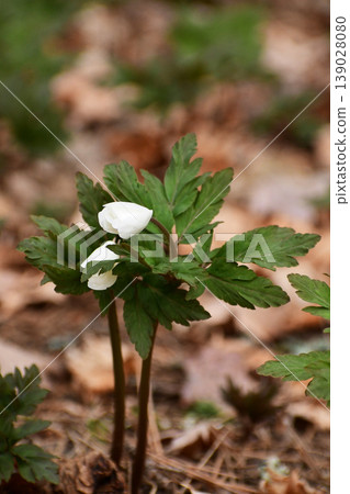 White buds of Anemone pseudoaltaica 139028080